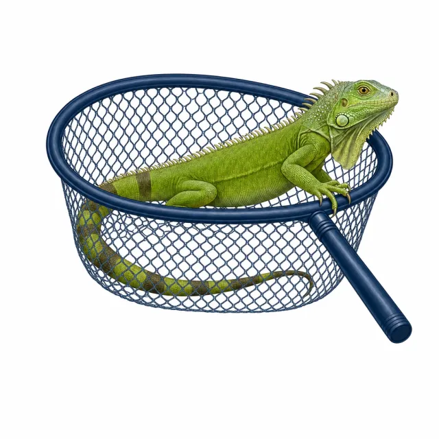 Un iguane vert dans une épuisette